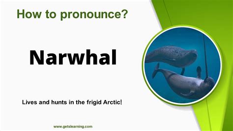 narwhal pronunciation|narwhal or narwhale spelling.